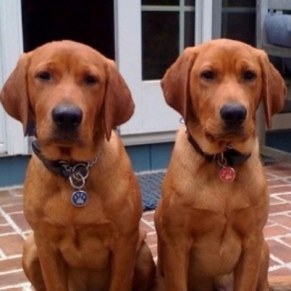 Meet your Posher, Jameson - Picture 1 of 1